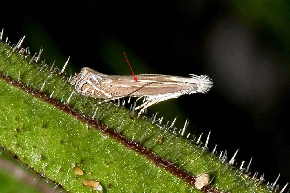 Isophrictis lineatellus? No, Isophrictis cfr. striatella, Gelechiidae